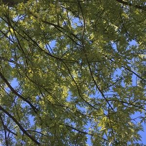 Meet your Posher, Ruth